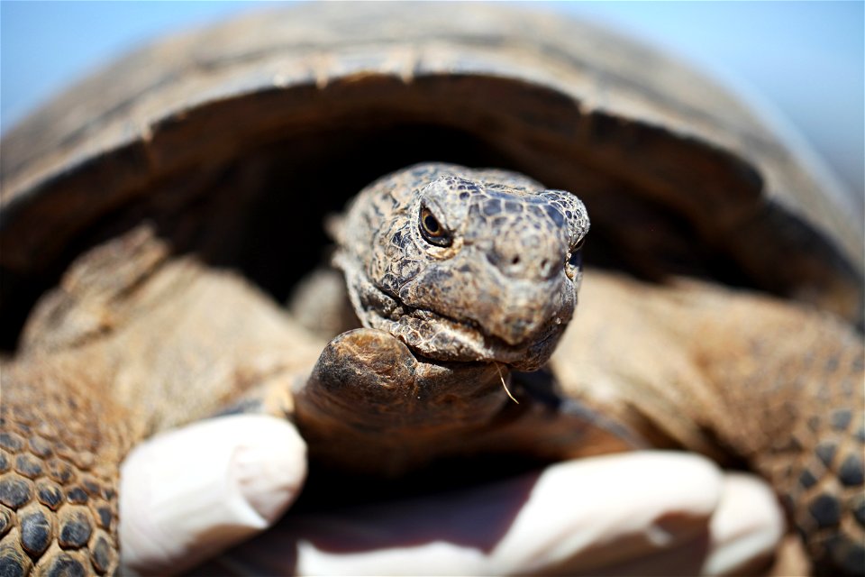 A wild male tortoise visits the Natural Resources and Environmental Affairs-hosted ceremony for the first release of tortoises from the Combat Center’s Desert Tortoise Headstart Program, September 30,