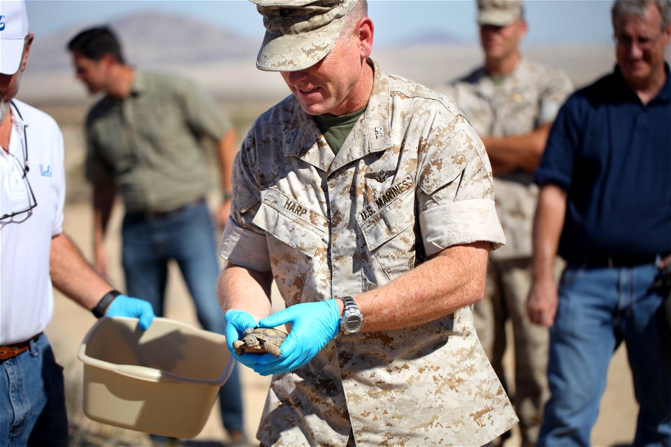 Combat Center Chief of Staff, Col. James F. Harp releases tortoise 2-4 during the Natural Resources and Environmental Affairs-hosted ceremony for the first release of tortoises from the Combat Center’