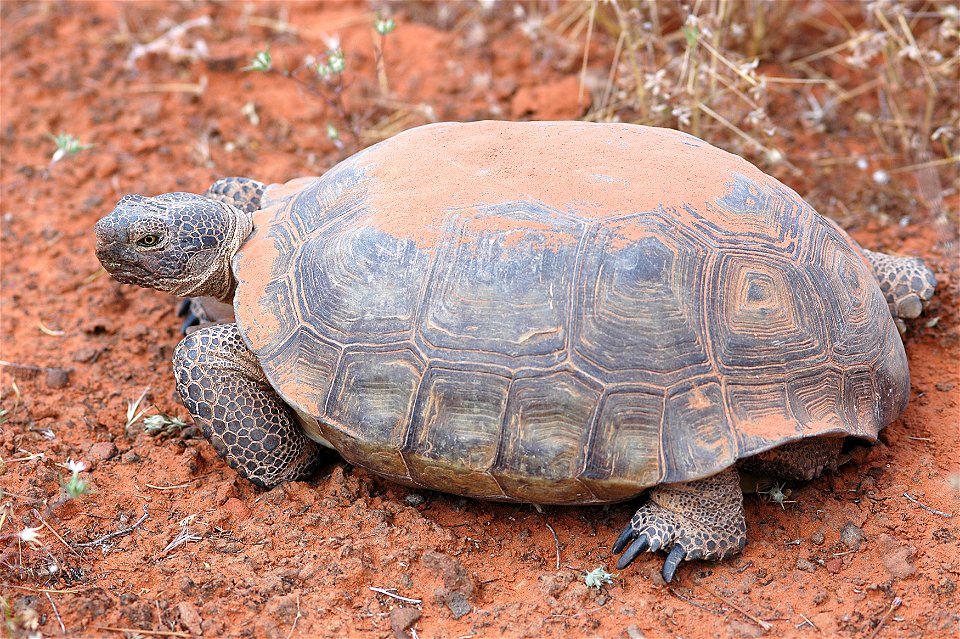 Desert Tortoise - Taken near Saint George, UT