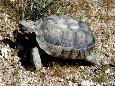 Desert Tortoise (Gopherus agassizii) in Rainbow Basin near Barstow, California.