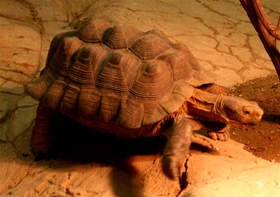 Desert tortoise (Gopherus agassizii) at the Buffalo Zoo