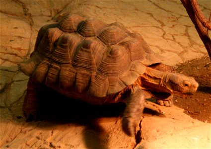 Desert tortoise (Gopherus agassizii) at the Buffalo Zoo