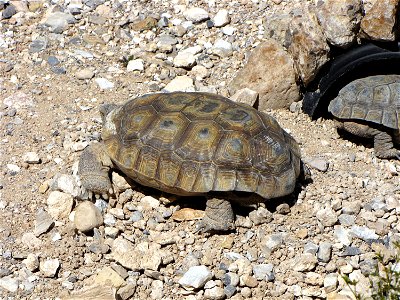 Desert tortoise — Gopherus agassizii.
Within the Red Rock Canyon National Conservation Area — in Clark County, southern Nevada.