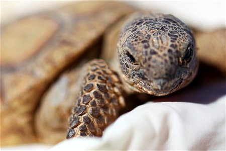 A 3-year-old tortoise makes an appearance at the Natural Resources and Environmental Affairs-hosted ceremony for the first release of tortoises from the Combat Center’s Desert Tortoise Headstart Progr