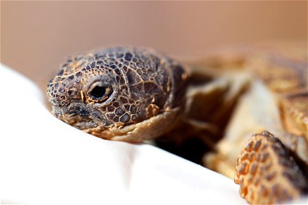 A 3-year-old tortoise makes an appearance at the Natural Resources and Environmental Affairs-hosted ceremony for the first release of tortoises from the Combat Center’s Desert Tortoise Headstart Progr