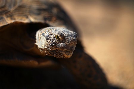 Thelma, one of the Combat Center's two ambassadors, makes an appearance at the Natural Resources and Environmental Affairs-hosted ceremony for the first release of tortoises from the Combat Center’s D
