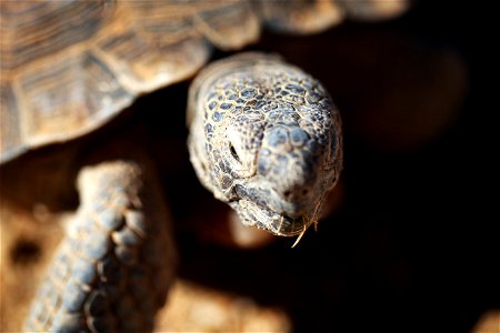 Louise, one of the Combat Center's two ambassadors, makes an appearance at the Natural Resources and Environmental Affairs-hosted ceremony for the first release of tortoises from the Combat Center’s D