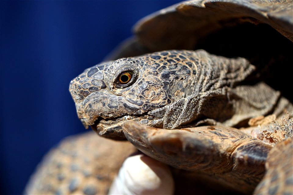 A wild male tortoise visits the Natural Resources and Environmental Affairs-hosted ceremony for the first release of tortoises from the Combat Center’s Desert Tortoise Headstart Program, September 30,