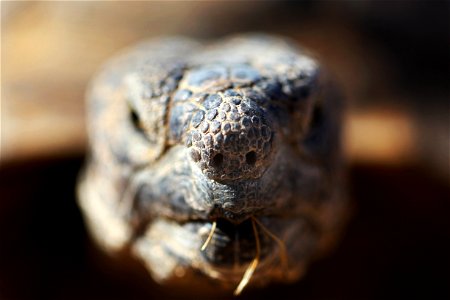 Louise, one of the Combat Center's two ambassadors, makes an appearance at the Natural Resources and Environmental Affairs-hosted ceremony for the first release of tortoises from the Combat Center’s D