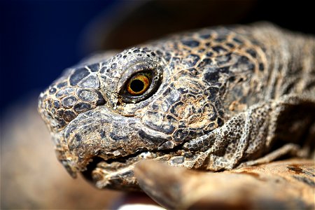 A wild male tortoise visits the Natural Resources and Environmental Affairs-hosted ceremony for the first release of tortoises from the Combat Center’s Desert Tortoise Headstart Program, September 30,