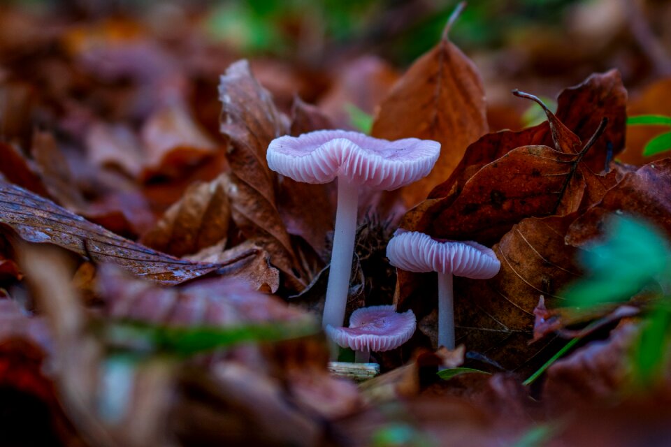 Nature fungus undergrowth