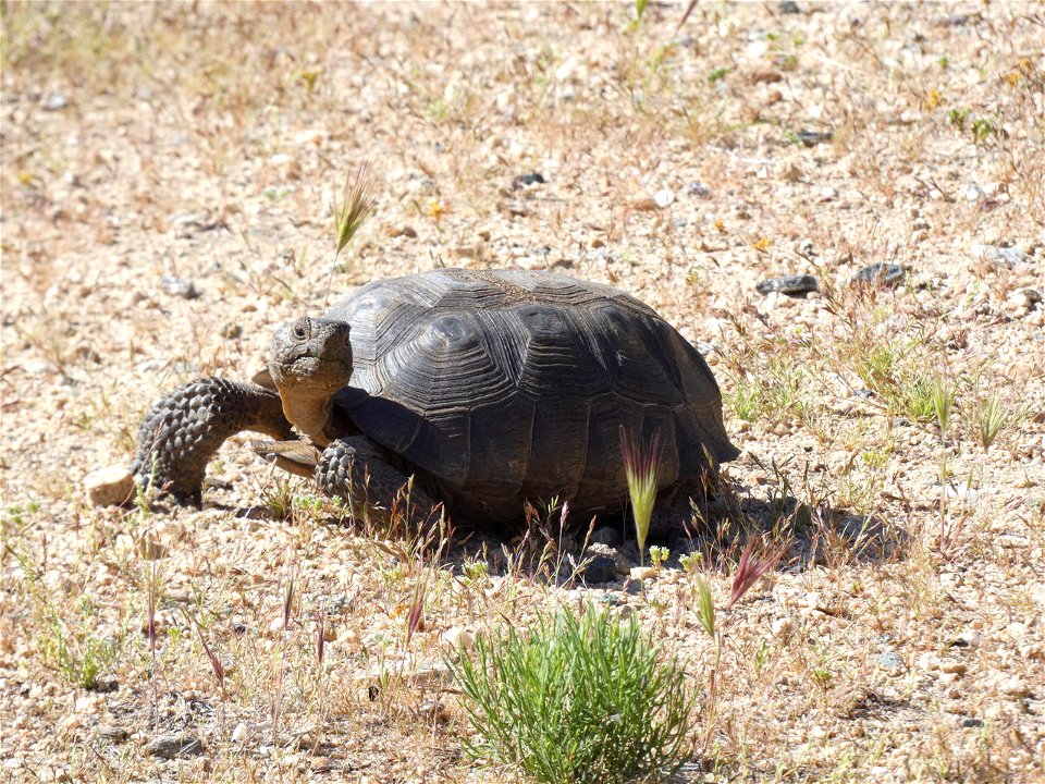 NPS / Peter Damski

Alt text: A desert tortoise looks to the right.