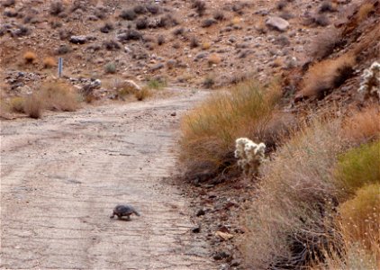 Desert tortoise (Gopherus agassizii in Joshua Tree National Park