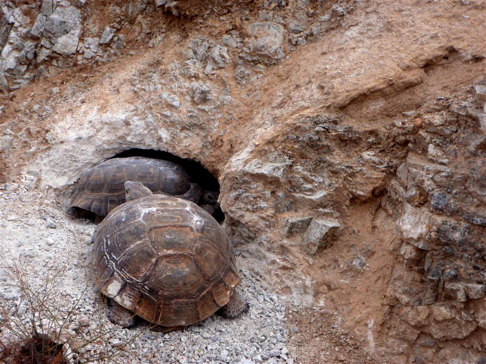 Desert tortoise (Gopherus agassizii in Joshua Tree National Park