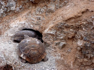 Desert tortoise (Gopherus agassizii in Joshua Tree National Park photo