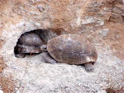Desert tortoise (Gopherus agassizii) in Joshua Tree National Park photo