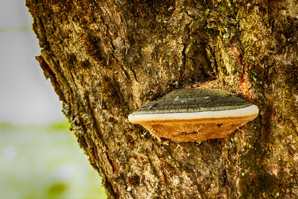 Mushroom tree nature