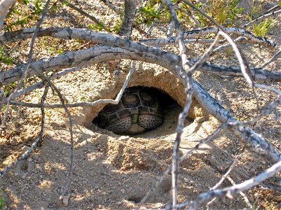 Desert tortoise (Gopherus agassizii) in burrow in Joshua Tree National Park photo
