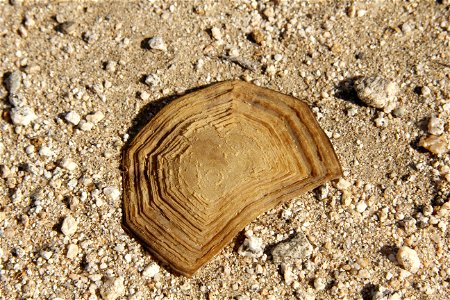 Desert tortoise (Gopherus agassizii) shell in Joshua Tree National Park photo