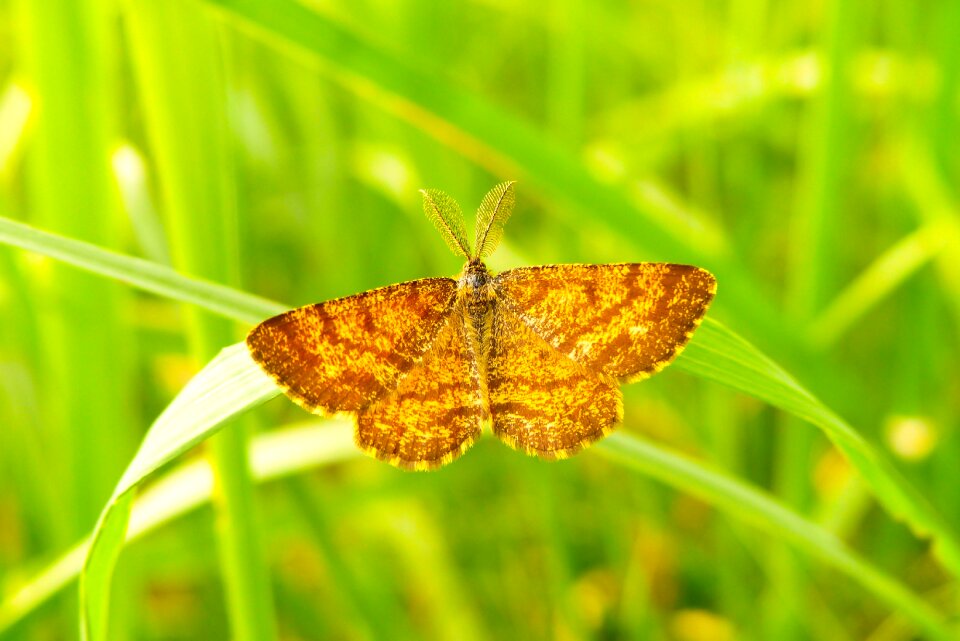 Butterfly day animals nature