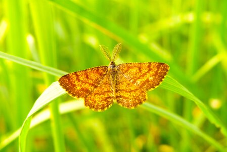 Butterfly day animals nature