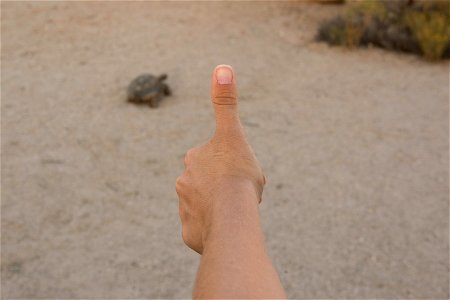 NPS / Hannah Schwalbe An easy rule to remember and follow is the wildlife rule of thumb. If you hold your thumb straight out in front of you and you can't completely cover the animal you are viewing, photo