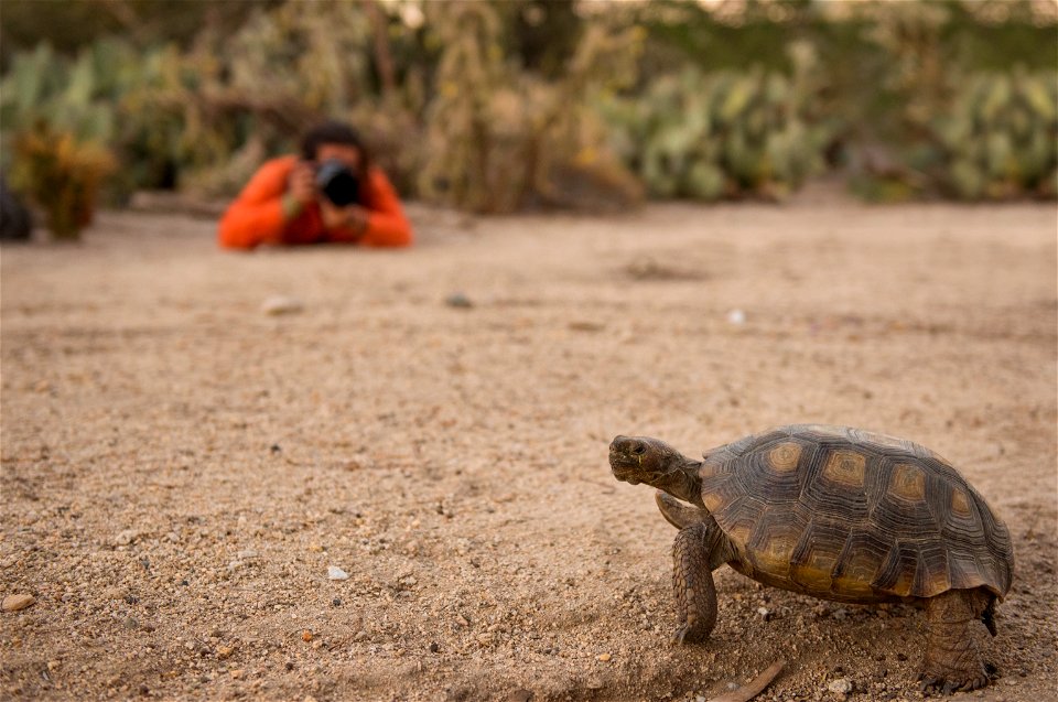 NPS / Hannah Schwalbe

Telephoto lenses allow photographers to take amazing close up shots of wildlife, while also keep a respectful distance and avoid scaring or harassing wildlife. An easy rule to r