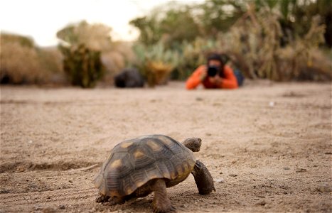 NPS / Hannah Schwalbe

Telephoto lenses allow photographers to take amazing close up shots of wildlife, while also keep a respectful distance and avoid scaring or harassing wildlife. An easy rule to r