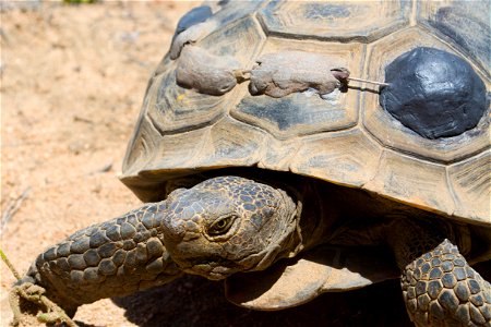 A few tortoises in the park have strange attachments on their back. No need to worry! These chosen tortoises are part of a study to assess their health and population. The attachments on their back ne photo