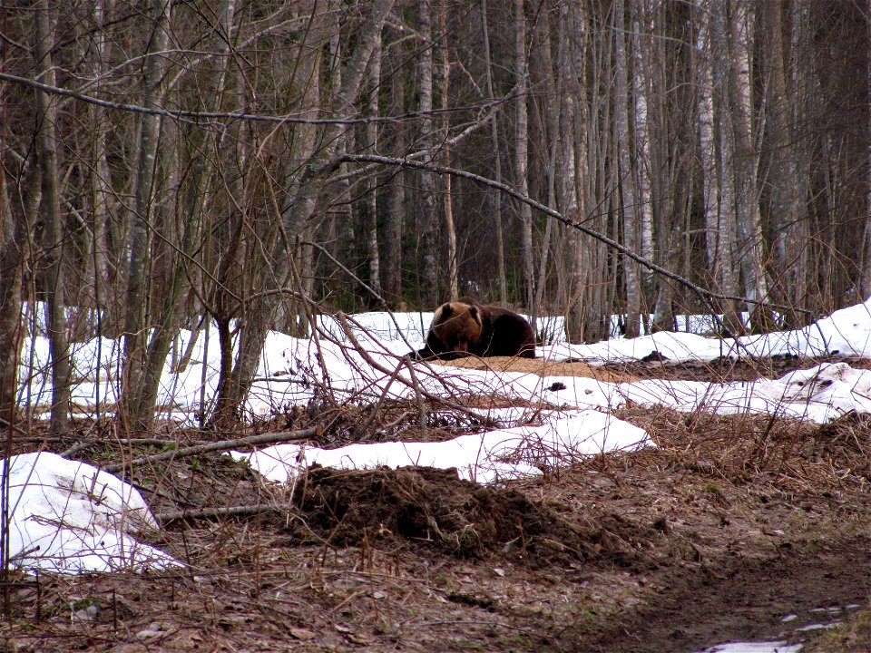 Brown Bear dining at a game feeding site on the edge of Alam-Pedja Nature Reserve, Estonia.