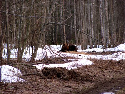 Brown Bear dining at a game feeding site on the edge of Alam-Pedja Nature Reserve, Estonia.