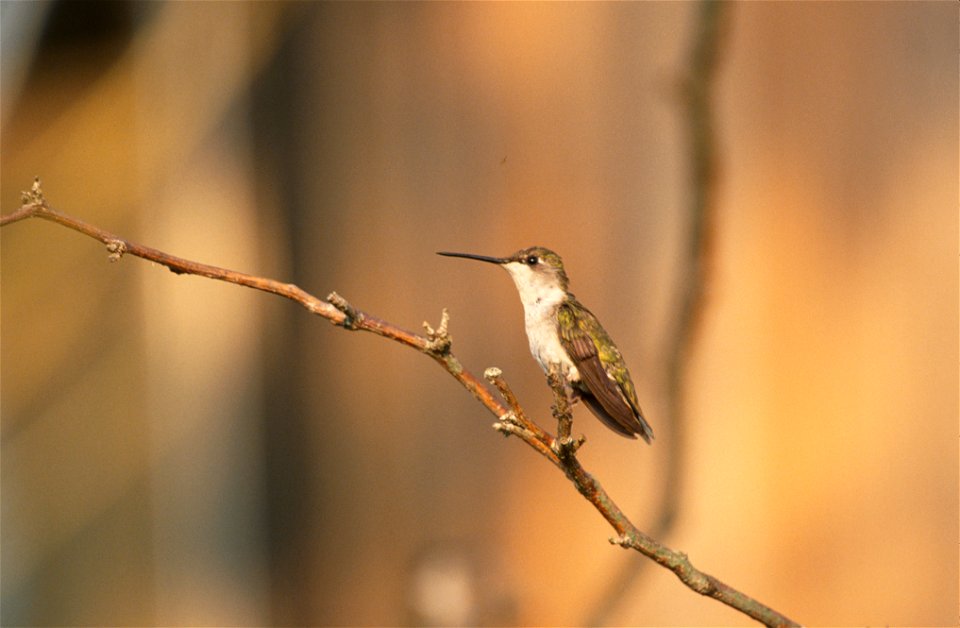 Archilochus colubris NBII
