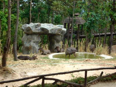 Deer(s) in Chiang Mai zoo