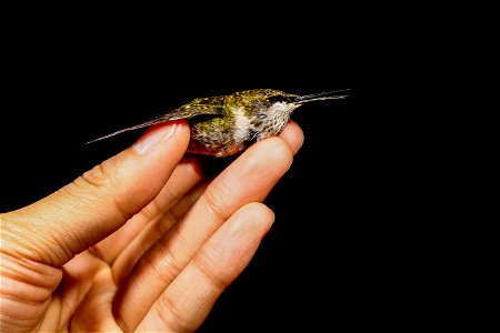 Dead Ruby-throated Hummingbird, Archilochus colubris, after striking a building in the fall of 2012 in Washington D.C. Collected by Lights out DC photo