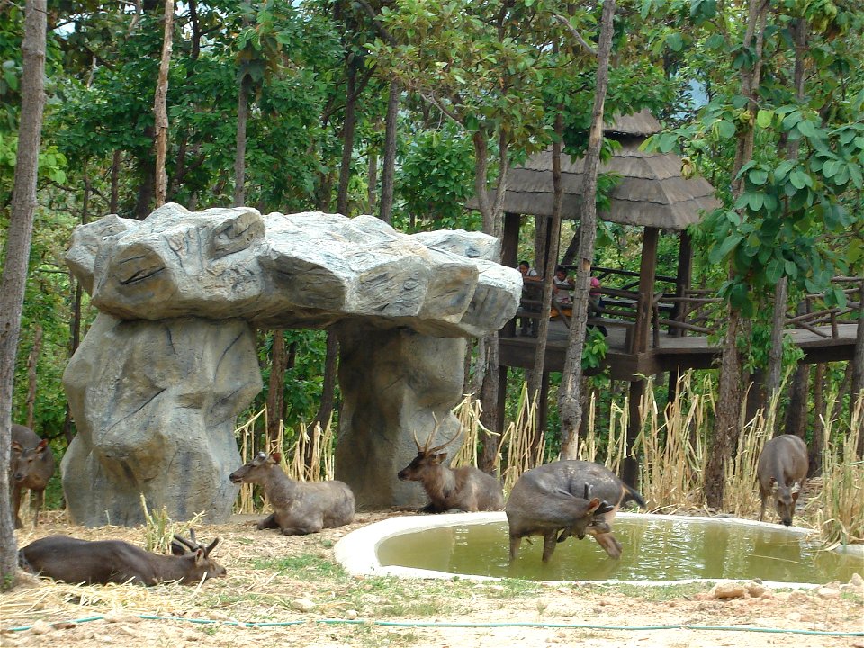 Deer(s) in Chiang Mai zoo