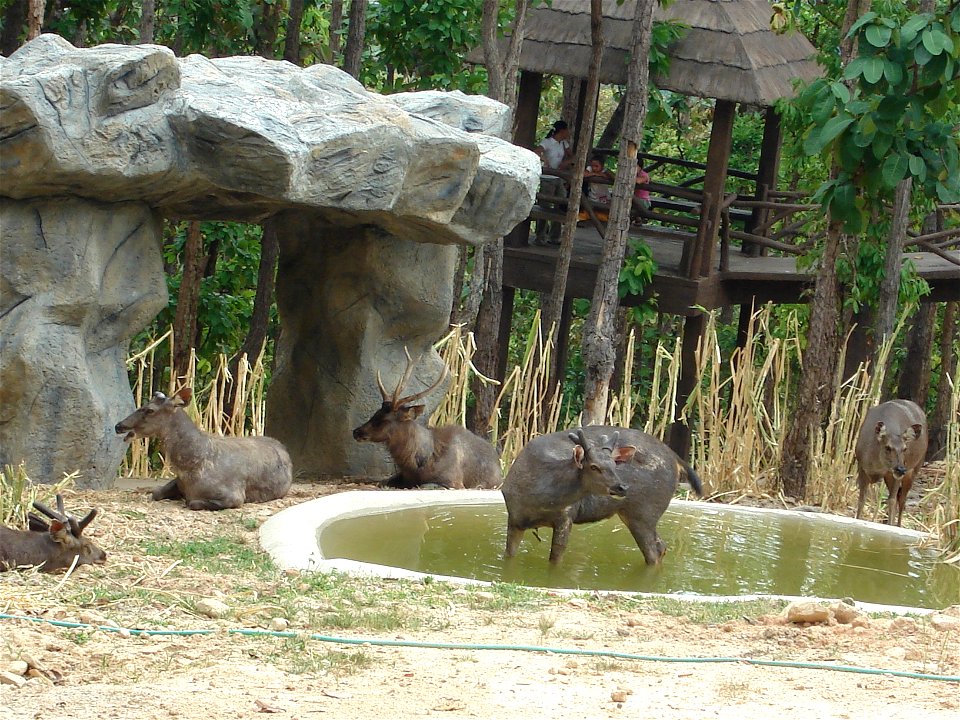 Deer(s) in Chiang Mai zoo