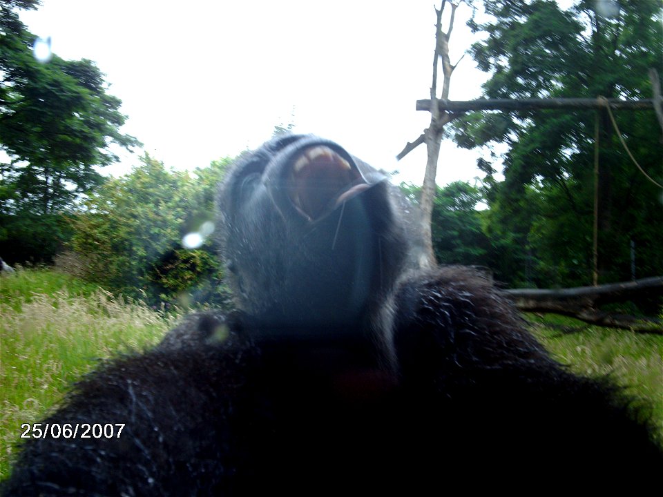 Flachlandgorilla beim Trinken