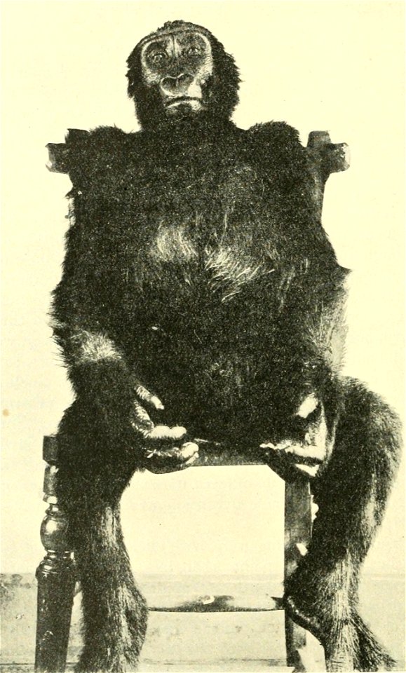Fig. 11. Gorilla 1. (Gorilla savagei =G. gorilla)