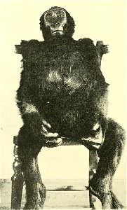 Fig. 11. Gorilla 1. (Gorilla savagei =G. gorilla) photo