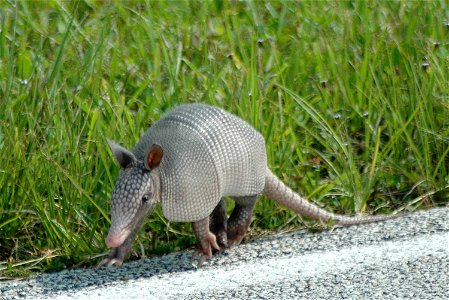 A baby nine-banded armadillo makes its way along the roadside near Launch Pad 39A where Space Shuttle Endeavour waits for launch on mission STS-118. Introduced to Florida in the early 1900s, this spec