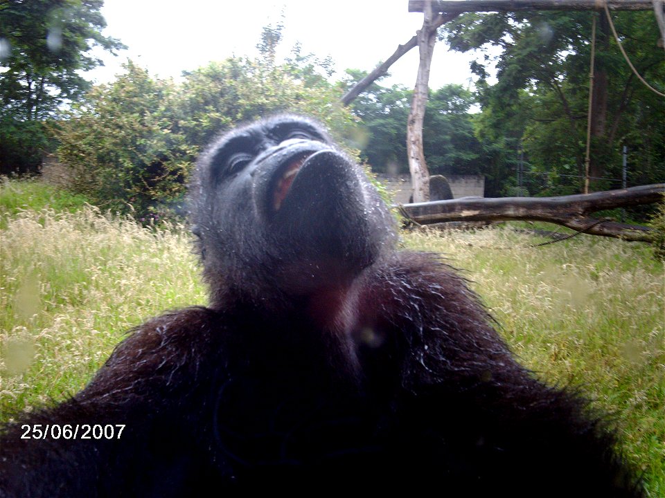 Flachlanggorilla beim Auffangen von Wasser