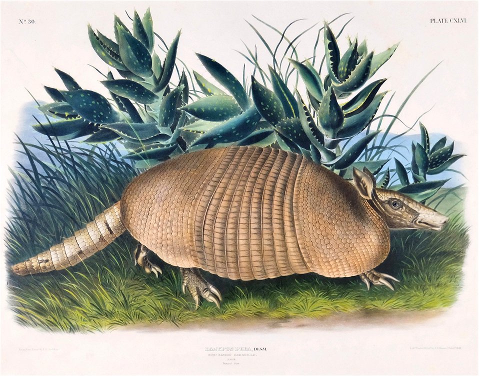 Nine-banded armadillo (Dasypus novemcinctus, referred to here as "Dasypus peba")