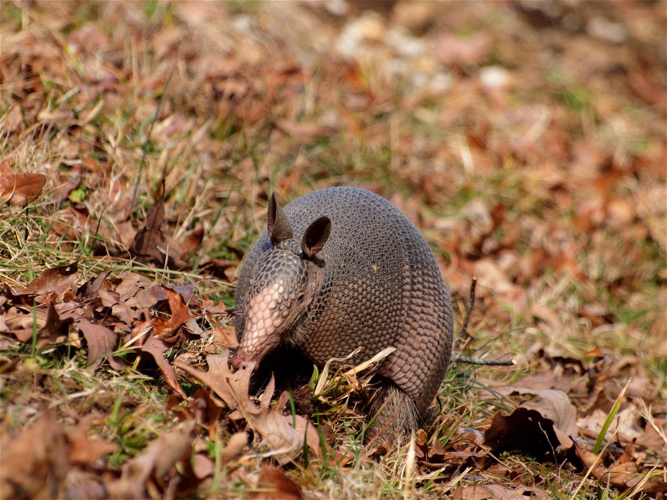 Nine-banded armadillo (Dasypus novemcinctus) eating along the Natchez Trace Parkway