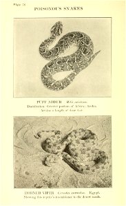 Reptiles of the world : tortoises and turtles, crocodilians, lizards and snakes of the eastern and western hemispheres / by Raymond L. Ditmars.