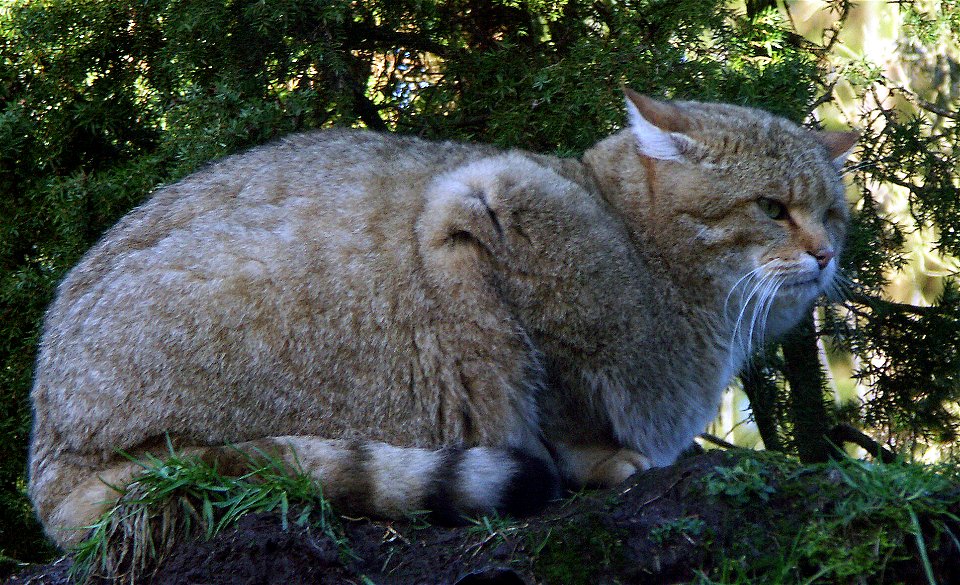 Wildcat in captivity at Skånes djurpark, Sweden