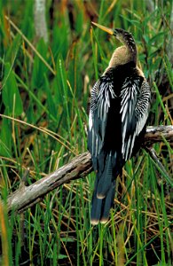 An Anhinga sitting on a dead branch photo