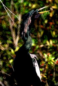 Name
Anhinga anhinga
Family
Anhingidae Anhinga, male Amerikanischer Schlangenhalsvogel, Männchen