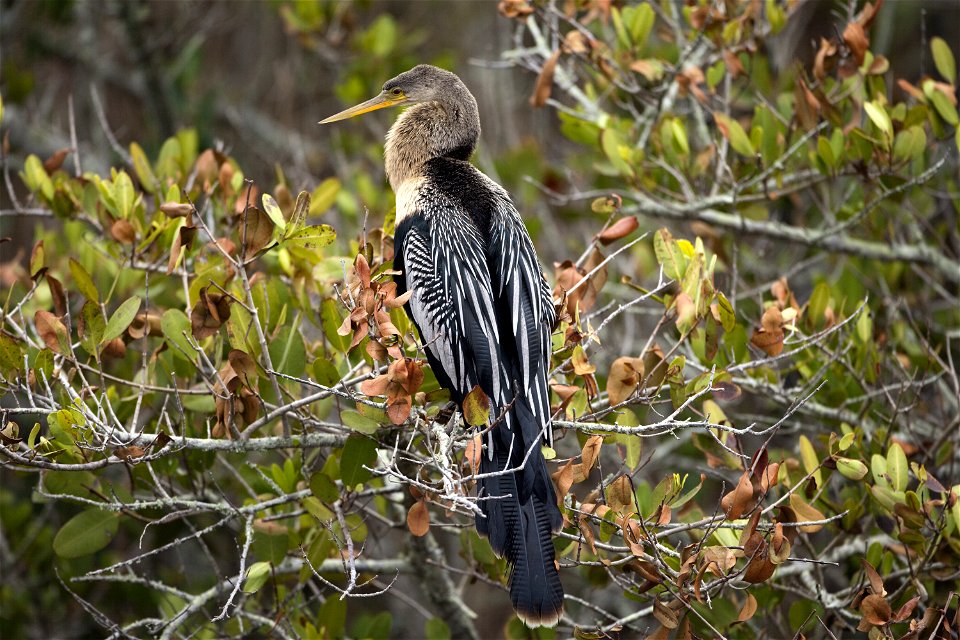 An Anhinga perches in a shrub in the Merritt Island National Wildlife Refuge, which borders NASA's Kennedy Space Center in Florida. Anhingas inhabit freshwater ponds and swamps with thick vegetation. 