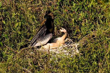 Adult Male Anhinga and chick (1), NPSPhoto, R. Cammauf