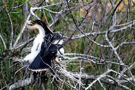 Adult Male Anhinga and chick (2), NPSPhoto, R. Cammauf photo